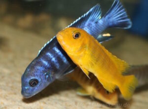 Pseudotropheus sp. 'ndumbi gold'